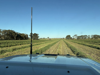 Vetch Hay - No rain, in shed with plastic floor