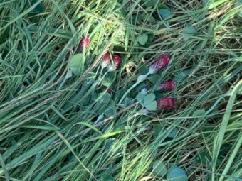 2026 Ryegrass and clover silage