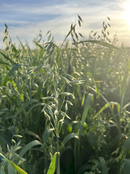 Oaten Hay 2026 New Seaon