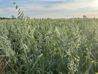 Oaten Hay 2026 New Seaon