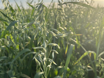 Oaten Hay 2026 New Seaon
