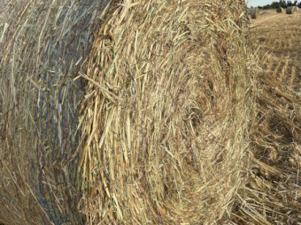 Oaten Hay 2026 New Seaon