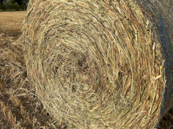 Oaten Hay 2026 New Seaon