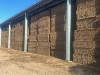 Vetch hay 