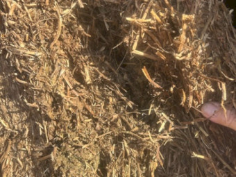 Vetch hay 