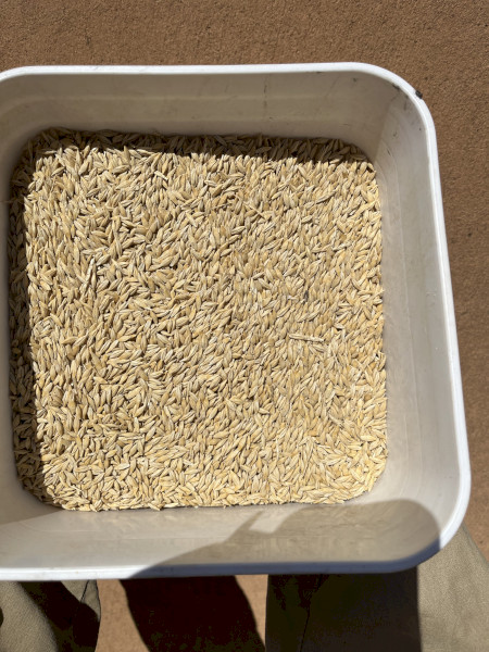 Barley 2025 BAR2