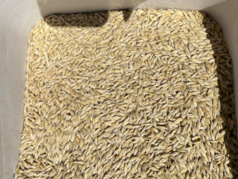 Barley 2025 BAR2