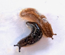 SLUG BAITING