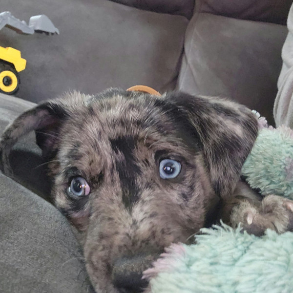 Border Collie × Kelpie Puppy