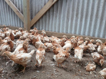 Isa Brown Chickens for Sale