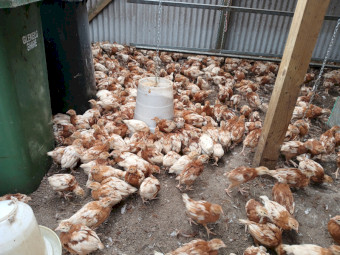 Isa Brown Chickens for Sale