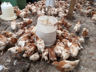 Isa Brown Chickens for Sale