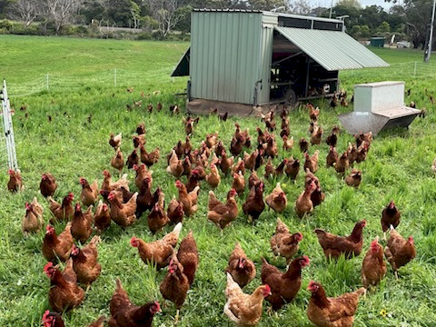 Isa Browns POL Chooks for Sale