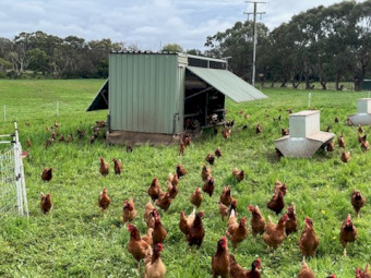 Isa Browns POL Chooks for Sale