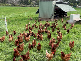 Isa Browns POL Chooks for Sale