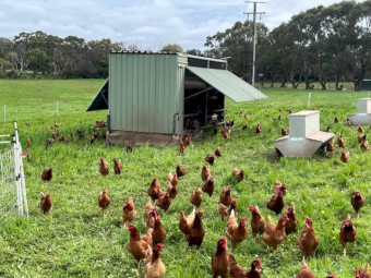 Isa Browns POL Chooks for Sale
