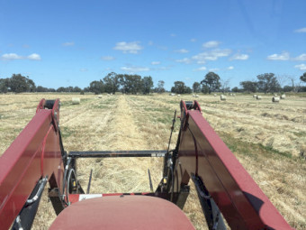 1000 x Atomic Ryegrass Round Rolls