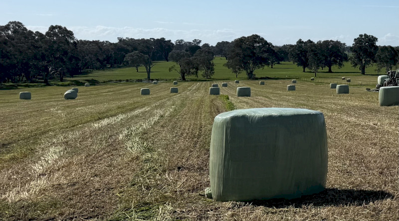 Oaten Silage