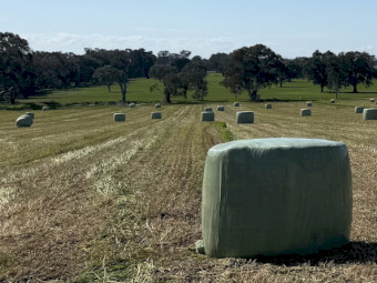 Oaten Silage