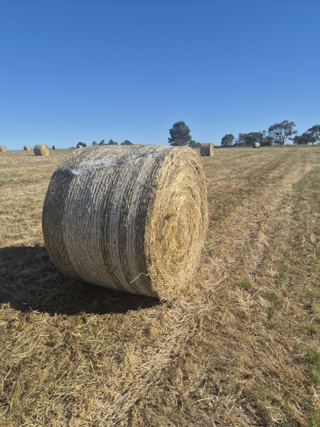 100 x Barley Hay 5x4 Round Bales (New Season)