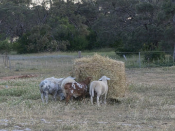 100 x Barley Hay 5x4 Round Bales (New Season)
