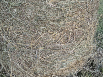 100 x Barley Hay 5x4 Round Bales (New Season)