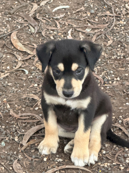 Border Collie X Kelpie Pups