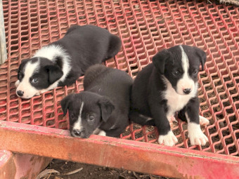 Border Collie X Kelpie Pups