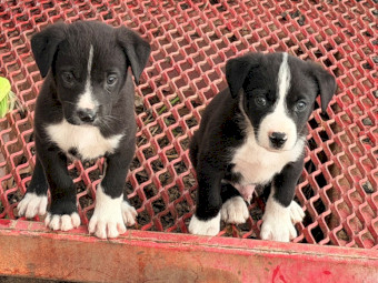 Border Collie X Kelpie Pups