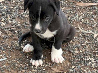 Border Collie X Kelpie Pups