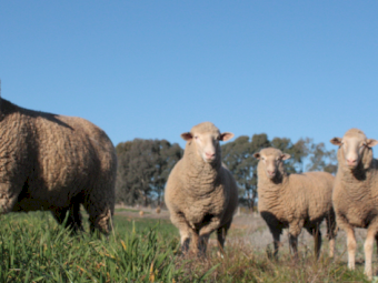 WANTED 500+ Sheep December onwards 36ha+ 