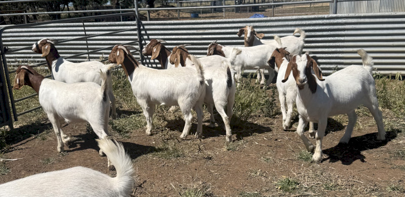 Maiden Boer Does
