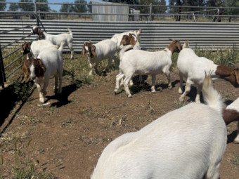 Maiden Boer Does