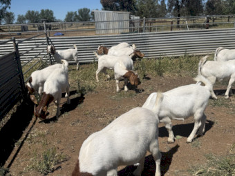 Maiden Boer Does