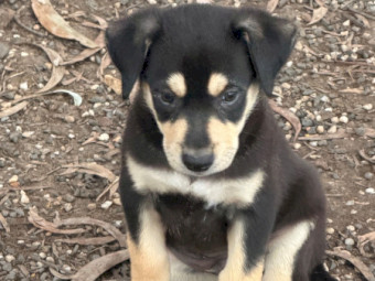 Border Collie X Kelpie Pups