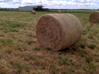 100 x 4ft6x4ft Pasture Hay Rolls (New Season)
