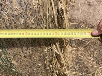 150mt Wheaten Hay 460kg 5x4 Rolls