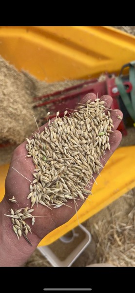 132mt BAR2 Barley