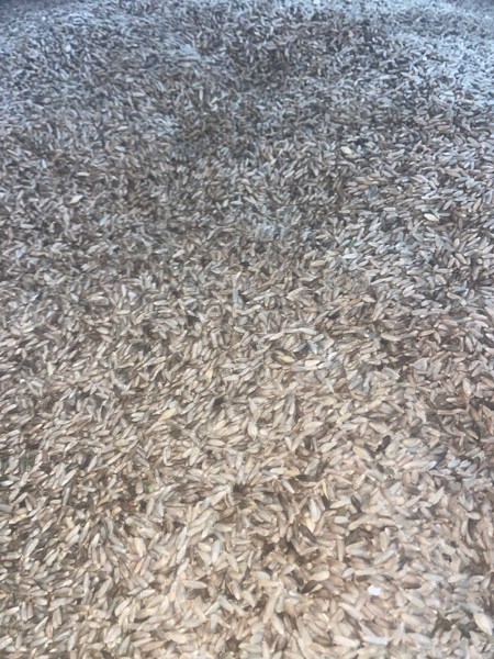 Rye Corn Seed