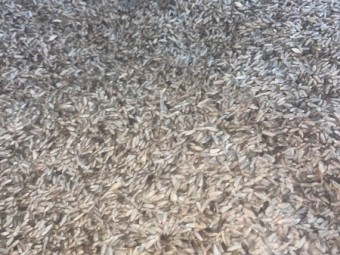 Rye Corn Seed