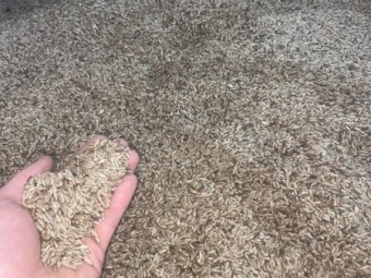 Rye Corn Seed