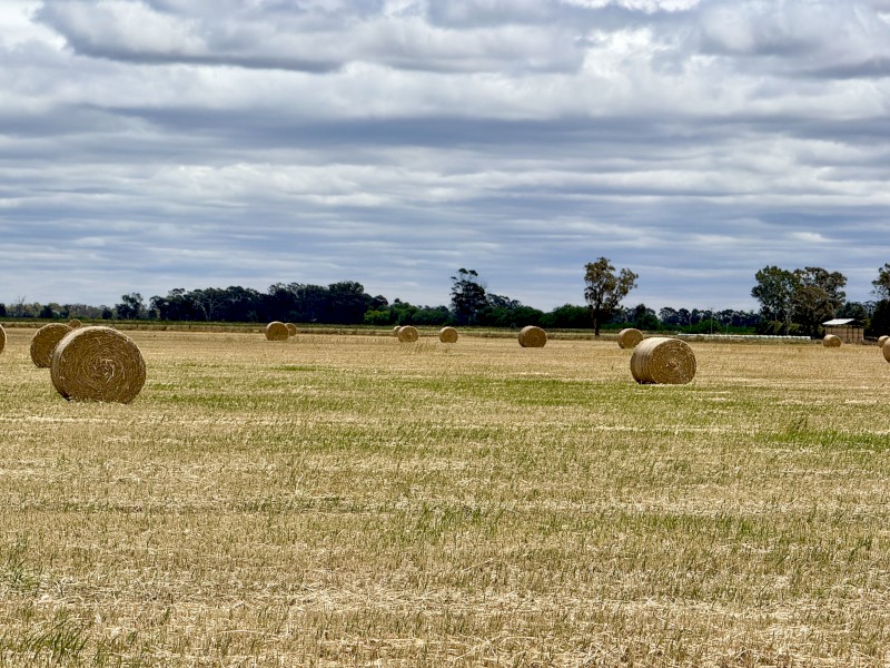 450 x Wheaten Hay Rolls