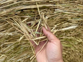 450 x Wheaten Hay Rolls