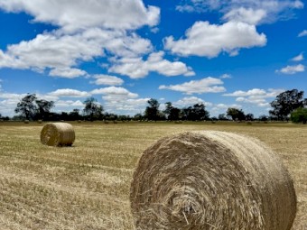 450 x Wheaten Hay Rolls