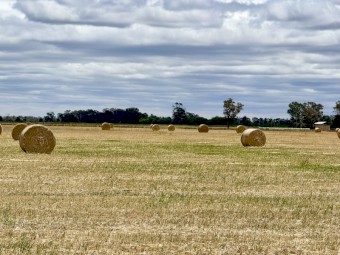 450 x Wheaten Hay Rolls
