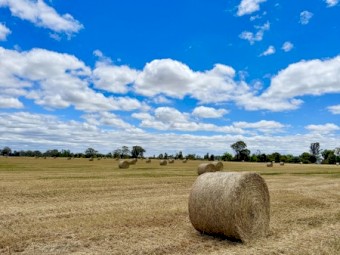 450 x Wheaten Hay Rolls