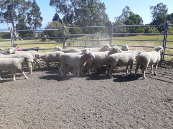 Poll Dorset Rams