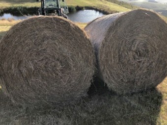 Grass Hay