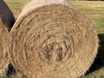 Grass Hay
