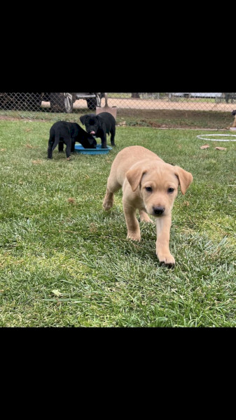 Kelpie Pups x 2